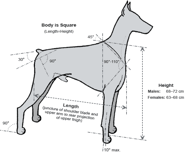 Proportions and Angulations of the Dobermann