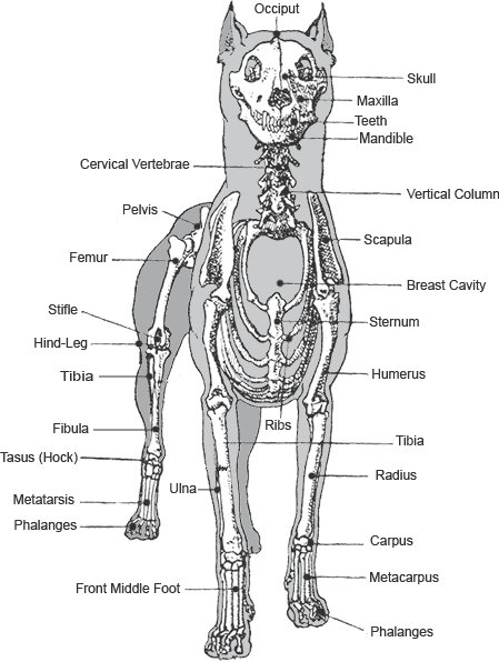 Skeleton of the Dobermann from the front