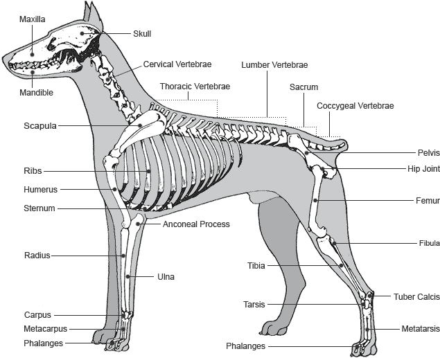 Skeleton of the Dobermann from the side
