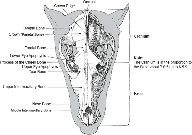 Skull of the Dobermann from above